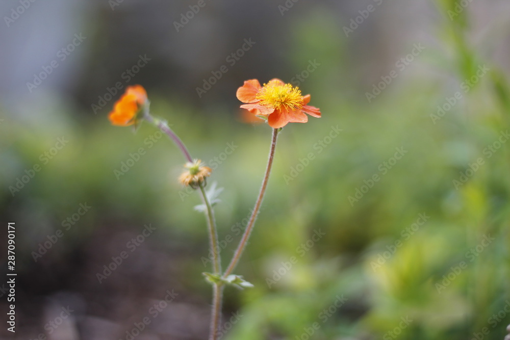 Orange Geum Aven flower in summer Orange Geum Aven flower in summer