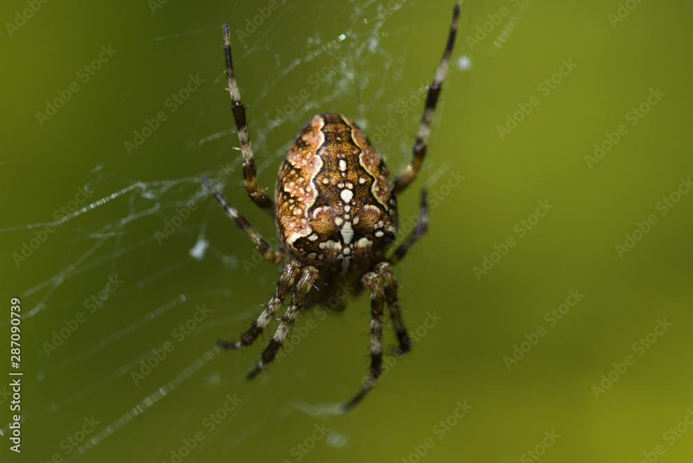 Spider Cross. Spider a cross on a web in dew. Drops of dew on a web close-up Spider Cross. Spider a cross on a web in dew. Drops of dew on a web close-up