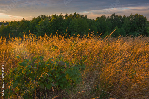 evening sunset warm colors illuminate grass dry plants in meadow nature macro cereal field