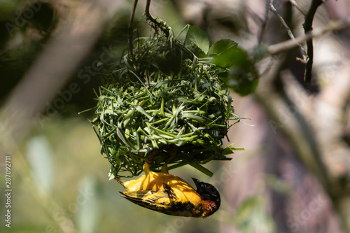 weaver bird