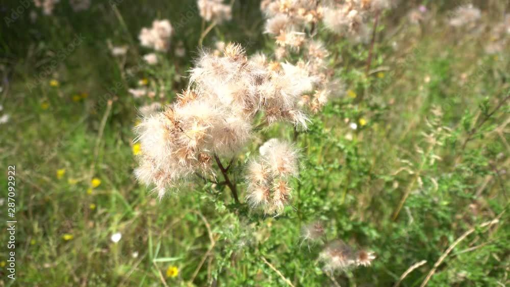 Cotton flowers moving in the summer wind - close up real time Cotton flowers moving in the summer wind - close up real time