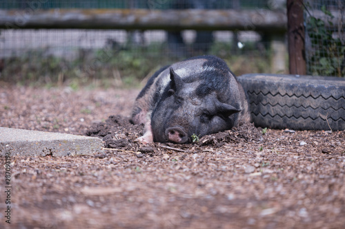 Sleeping swine