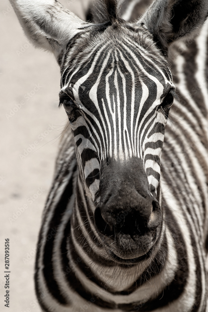 Fototapeta premium Grant’s Zebra. Closeup of head with eyes looking at camera.