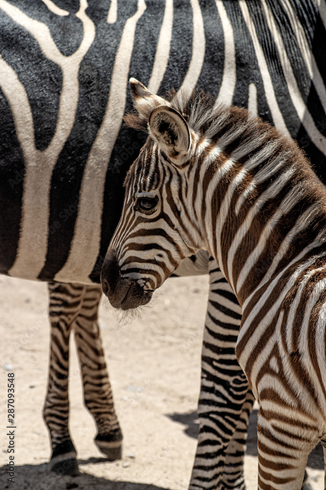 Grant’s Zebra. Young zebra foal  by mothers side.