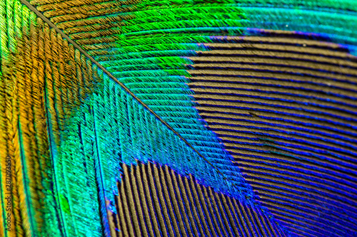 Peacock feather close-up