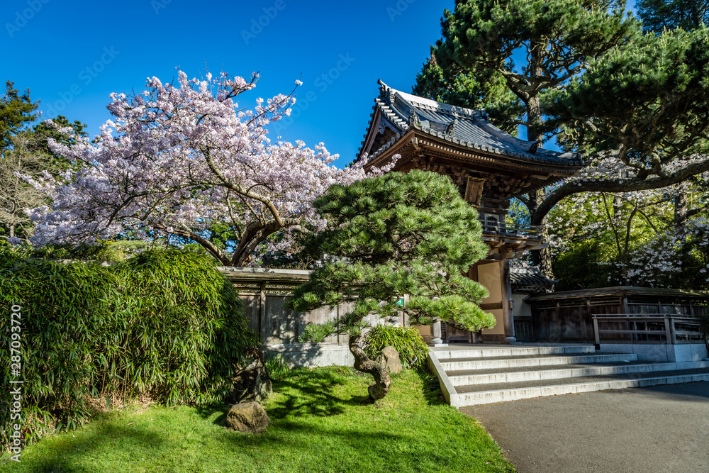 Beautiful cherry blossoms on the left and the entrance to the Japanese Tea Garden in Golden Gate Park is partially covered by a nicely pruned pine on the right Beautiful cherry blossoms on the left and the entrance to the Japanese Tea Garden in Golden Gate Park is partially covered by a nicely pruned pine on the right