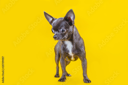Gray chihuahua puppy on a yellow background. Full length. Looking down. Close-up. Negative space. Copy space.