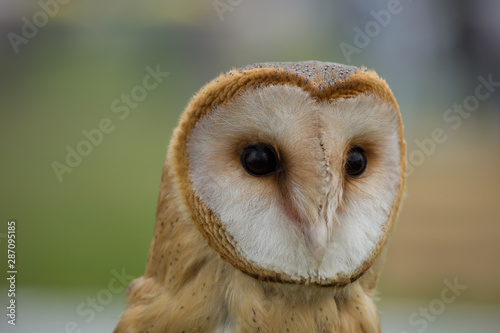 portrait of a young beautiful red owl barn owl (Tyto alba) close-up