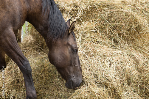 portrait of a young brown horse that has hay
