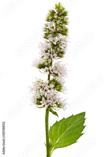 Flowering sprig of mint, isolated on white background