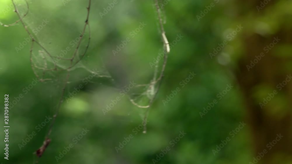 Spider web with dead spider in spider web - macro close up Spider web with dead spider in spider web - macro close up