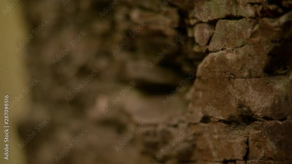 Focus shift mountain section of a wall in the forest, Focus shift mountain section of a wall in the forest,