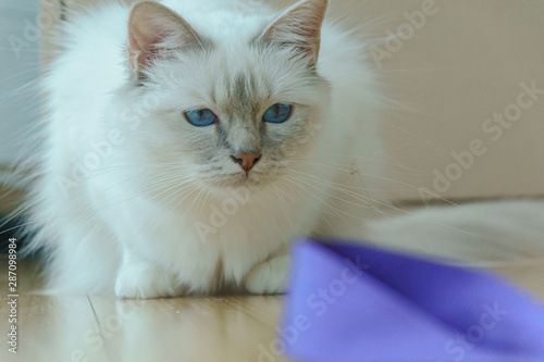 White birman cat with blue eyes