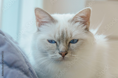 White birman cat with blue eyes