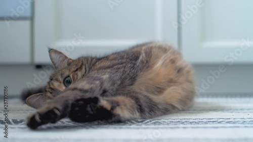 Close-up of the funny tabby cat playing with a yellow ball in the white interior