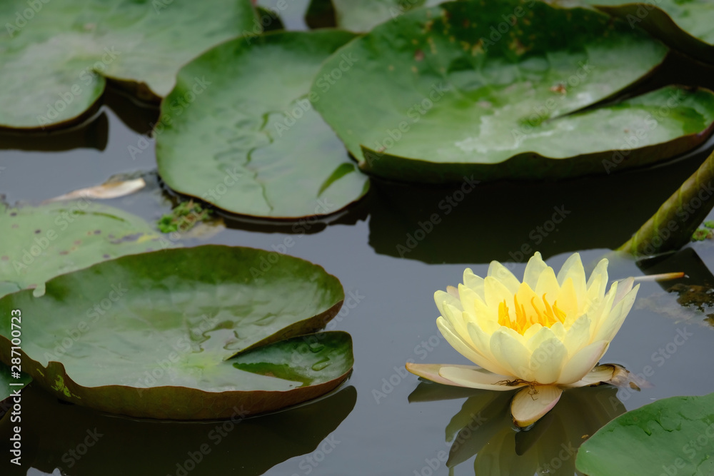A white lotus touches on surface of the water in a vast pond A white lotus touches on surface of the water in a vast pond