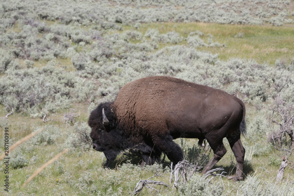 yellowstone national park wildlife buffalo yellowstone national park wildlife buffalo