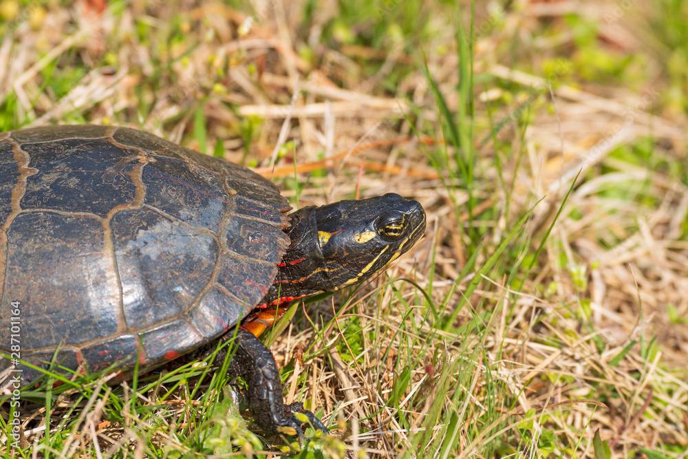 Head Deatails of an Eastern Painted Turtle Head Deatails of an Eastern Painted Turtle