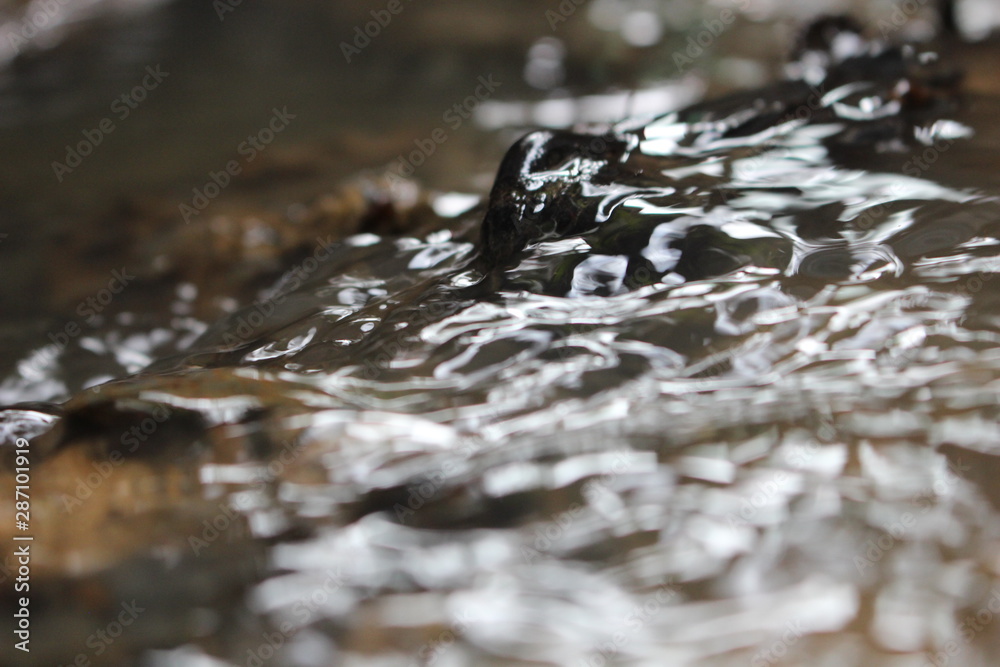 crocodile in the water crocodile in the water