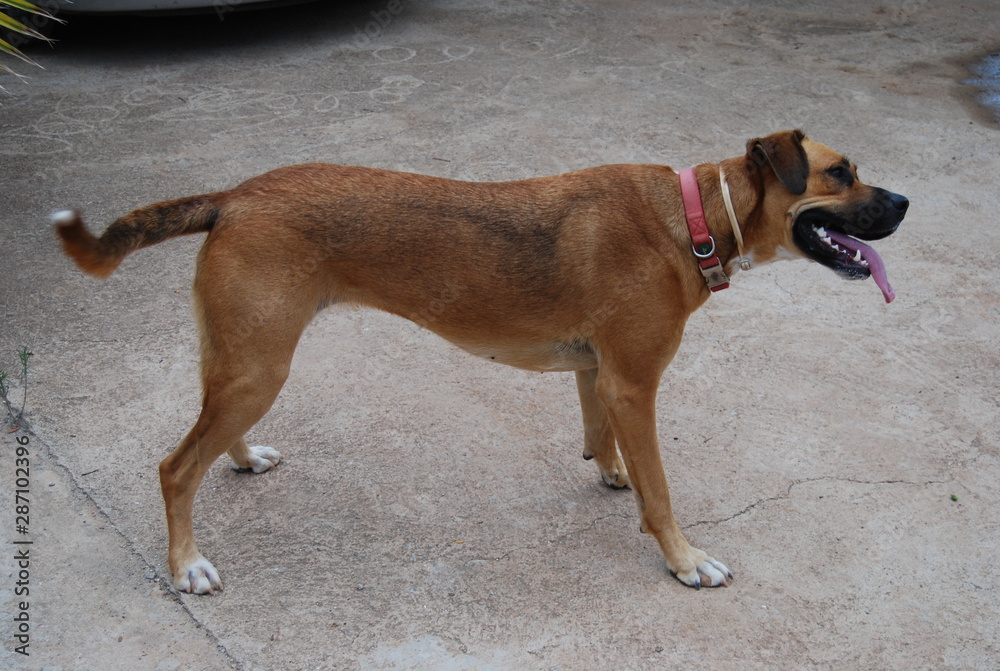 Female Boxer Cross Dog in Pink Collar