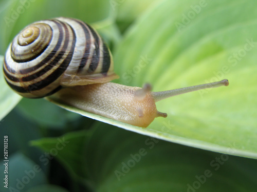 Snail On Hosta 
