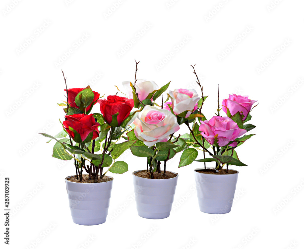 decorative plant on white background. isolated decorative plant on white background. isolated