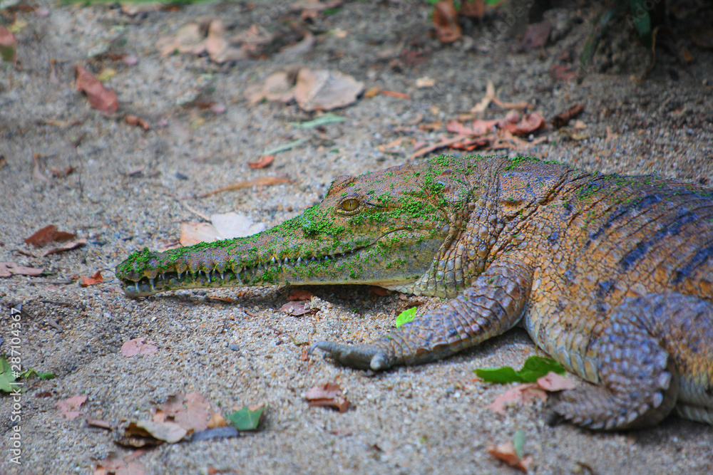 Freshwater crocodile with moss grown over skin Freshwater crocodile with moss grown over skin