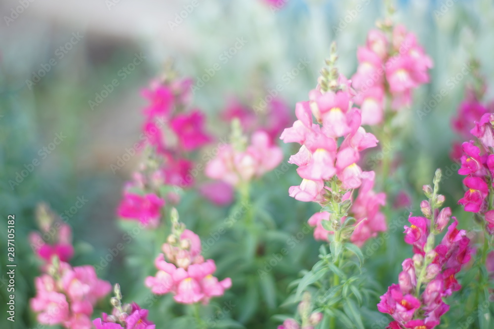 magenta pink snapdragon flowers grow in the garden magenta pink snapdragon flowers grow in the garden