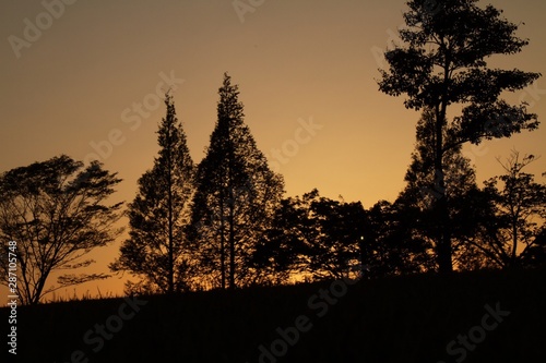 silhouette trees