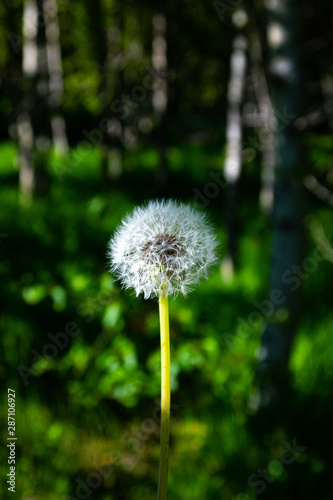 Dandelion in the Woods