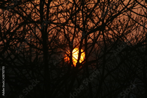 sunset in the forest