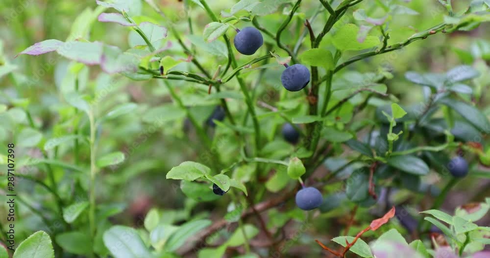 Blueberries Grow In The Woods. Mature And Fresh Blue Berries On Bush Branches Blueberries Grow In The Woods. Mature And Fresh Blue Berries On Bush Branches