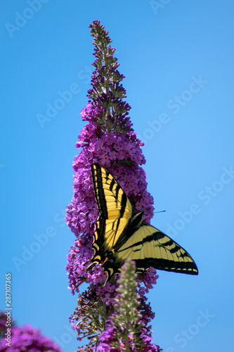 Swallowtail Butterfly On Purple Butterfly Bush