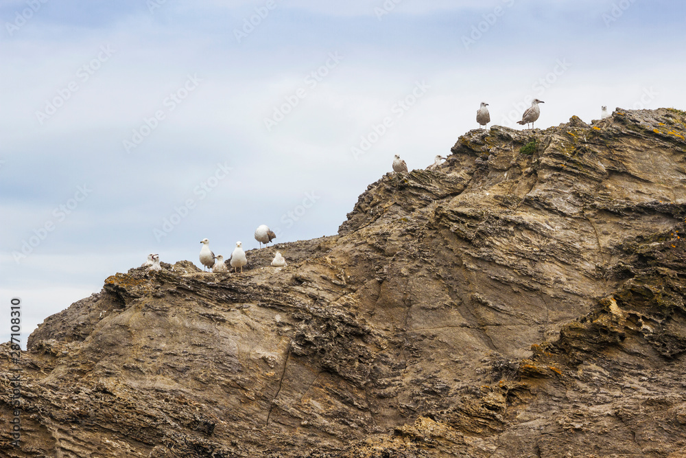 Fototapeta premium Seagulls on the rock
