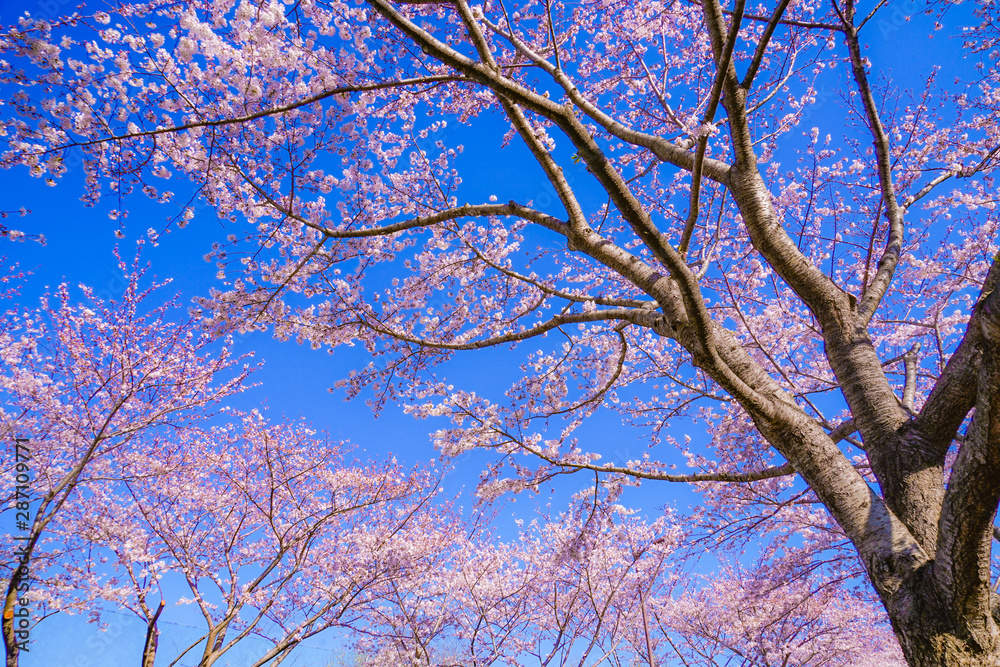 満開の桜と晴天の青空（調布飛行場）