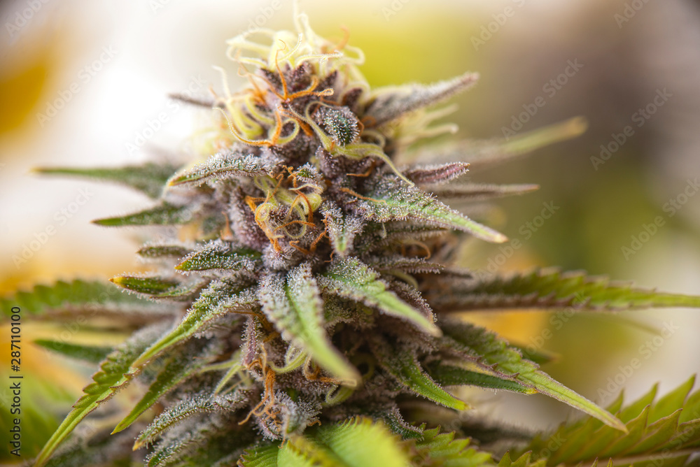 Cannabis flower (purple queen hybrid strain) growing indoor Cannabis flower (purple queen hybrid strain) growing indoor