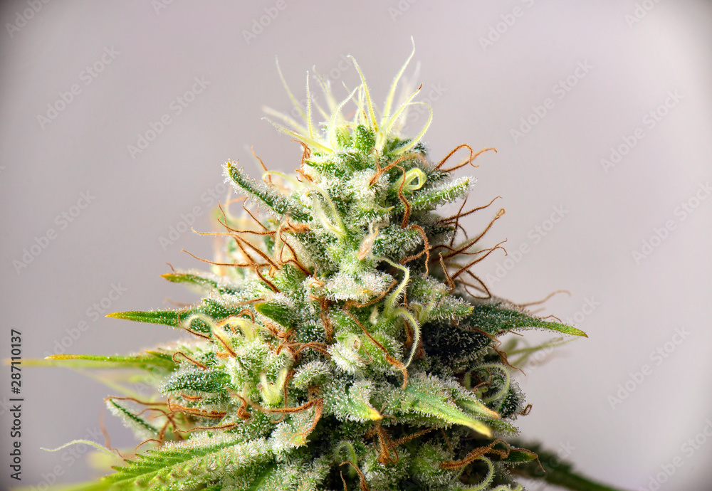 Cannabis flower (white critical strain) with visible trichomes Cannabis flower (white critical strain) with visible trichomes