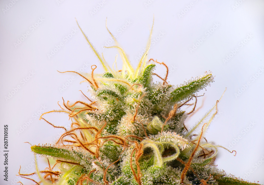 Cannabis flower (white critical strain) with visible trichomes Cannabis flower (white critical strain) with visible trichomes