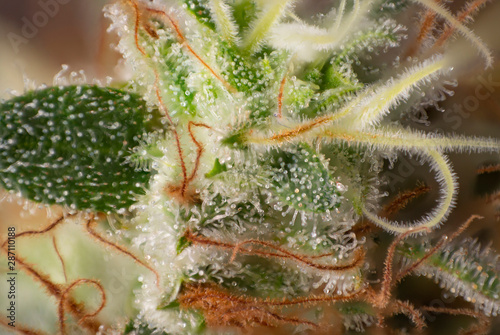 Foto Cannabis flower (white critical strain) with visible trichomes