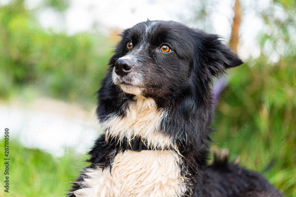 Fototapeta premium Portrait of a Border Collie dog in nature