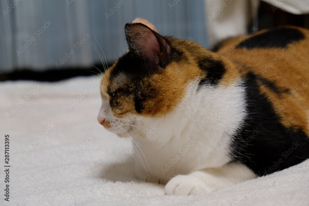 三毛猫 三毛猫