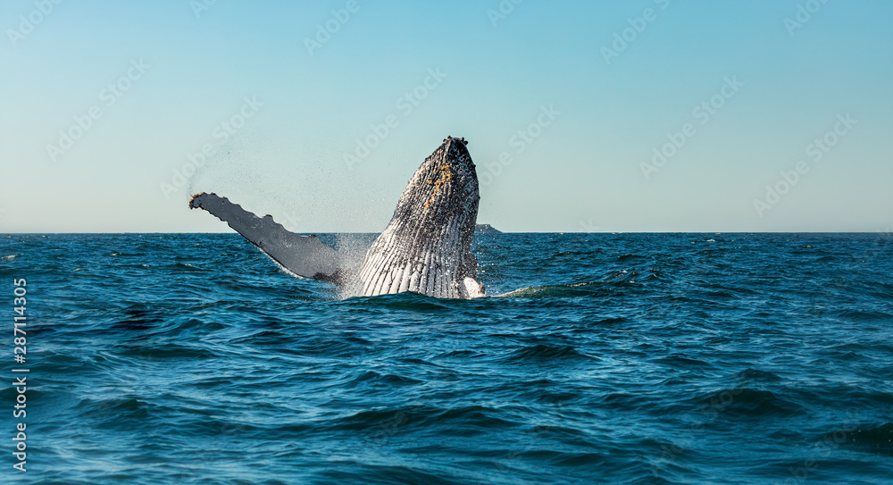 Fototapeta premium Humpback whale breaching in front of Julian Rocks in Byron Bay Australia