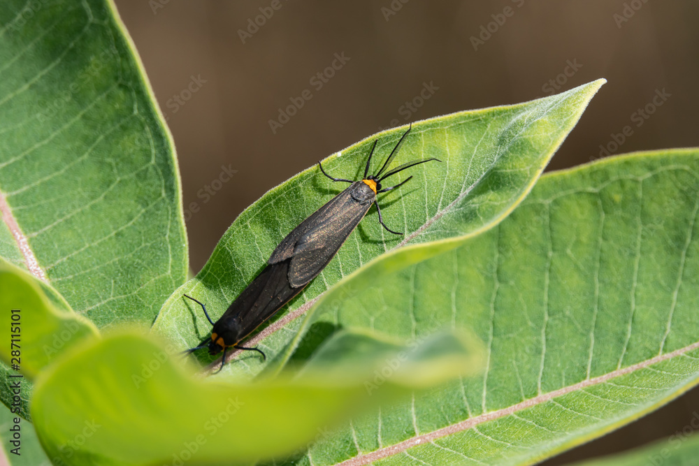 Yellow Collared Scape Moth on Milkweed Yellow Collared Scape Moth on Milkweed