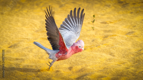 Galah in flight