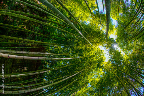 竹林から覗く太陽