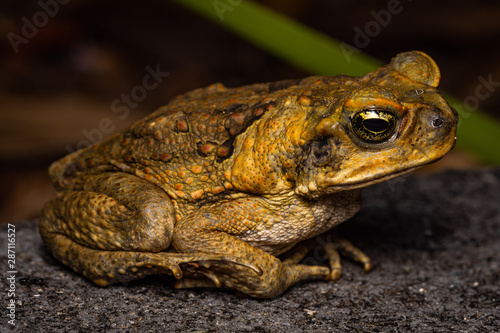 cane toad