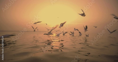 Seagulls flying above Ganges river early morning at sunrise in Varanasi in slow motion, India
