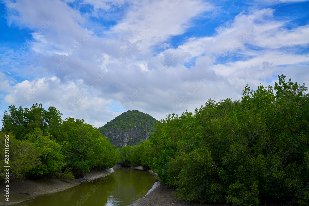 mangrove trees with small pond and mountain with blue sky and cloud