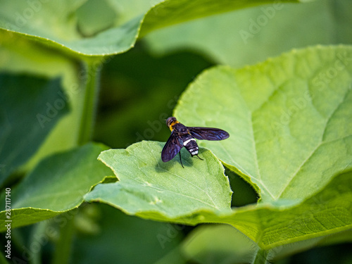 Ligyra tantalus Bombyliidae beefly 4 photo