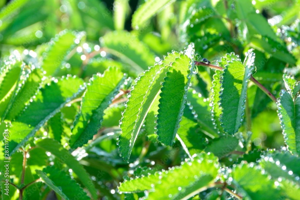 ワレモコウの葉のまわりに朝露の飾り